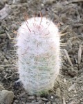 Oreocereus Trollii
