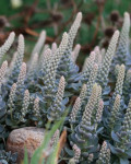 Orostachys