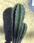 Pachycereus Fulviceps