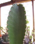 Pachycereus Gaumeri