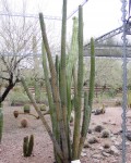 Pachycereus Hollianus