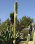 Pachycereus Pecten-aboriginum