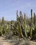 Pachycereus Schottii