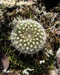 Parodia Alacriportana