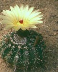 Parodia Allosiphon