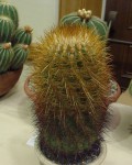 Parodia Aureicentra