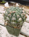 Parodia Crassigibba