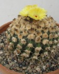 Parodia Erinacea
