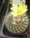 Parodia Formosa