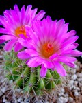 Parodia Herteri