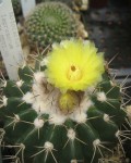 Parodia Langsdorfii