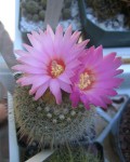 Parodia Mueller-melchersii
