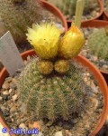 Parodia Muricata