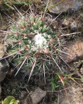 Parodia Neoarechavaletae