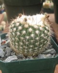 Parodia Neohorstii