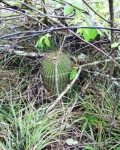 Parodia Nigrispina