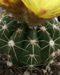 Parodia Oxycostata
