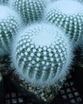 Parodia Rudibuenekeri