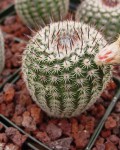Parodia Rutilans