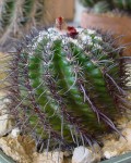 Parodia Subterranea