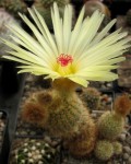 Parodia Tenuicylindrica