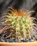 Parodia Tuberculata