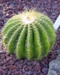 Parodia Warasii