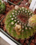 Parodia Werdermanniana