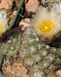 Pediocactus Bradyi