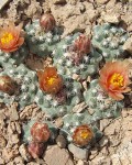 Pediocactus Despainii