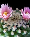 Pediocactus Knowltonii