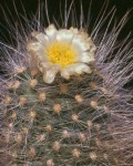 Pediocactus Paradinei