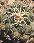Pediocactus Peeblesianus