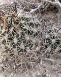 Pediocactus Sileri