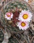 Pediocactus Simpsonii