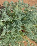 Pelargonium Appendiculatum