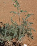 Pelargonium Crassipes