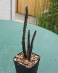 Peniocereus Greggii