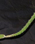 Peniocereus Macdougallii