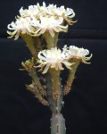 Peniocereus Occidentalis