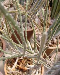 Peniocereus Striatus