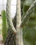 Peniocereus Viperinus