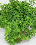 Peperomia deppeana