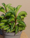 Peperomia nivalis