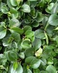 Peperomia obtusifolia