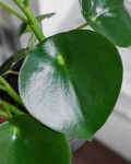 Peperomia polybotrya