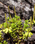 Peperomia quadrifolia