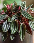 Peperomia 'Rosso'