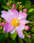 Pereskia grandifolia