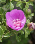 Pereskia portulacifolia